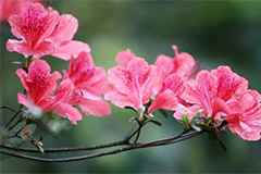 杜鹃花开过后养护要点