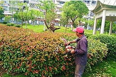 观赏花木整形修剪原理