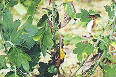 综合防治菊花的叶枯线虫病