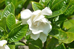 如何解决栀于花经常容易发生叶子发黄