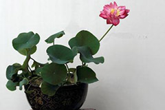 盆栽荷花实用技术问题解答