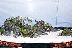 水旱盆景制作与管理