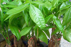 发财树栽培管理