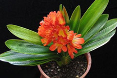 君子兰应在清明前后出室