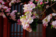 四月花事完全手册