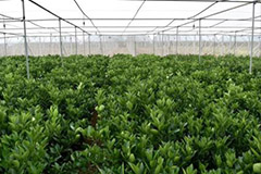 春季苗木育苗要消毒