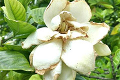 栀子花缺铁黄化病发生与防治