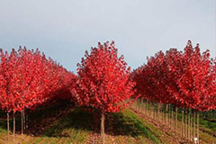 不耐涝与耐涝花木盘点