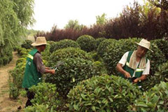 观赏花木整形修剪原理