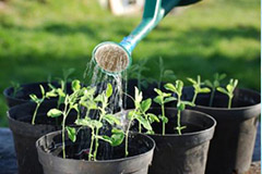 “七多七少”口诀帮你科学浇水