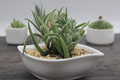 多浆花卉春季养护要点