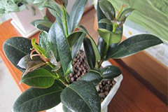 橡皮树的养护需要注意的方面