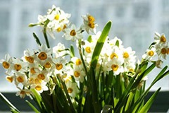 水仙花期过后别忙扔