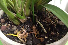 盆花烂根急救法