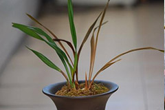 防治兰花病虫害的十个小方法