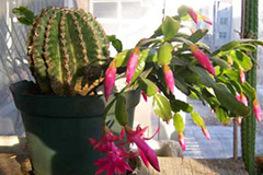 如何嫁接仙人球