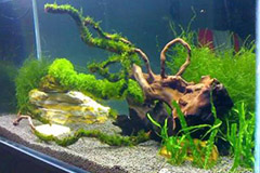 鱼缸里的陈水浇花好