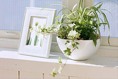 解决室内养花光照不足的方法