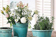 清晰解释：上盆、换盆、转盆