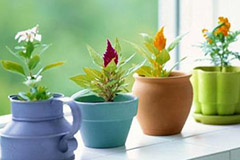 如何判断花卉是喜光还是喜阴