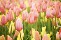 让郁金香每年开花的小窍门