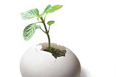 不宜将蛋壳、残茶倒在花盆里