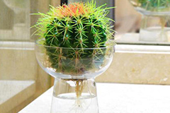 仙人球水培两点关键