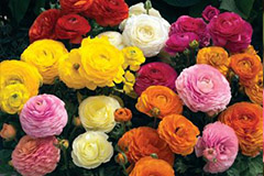 花毛茛春节开花的诀窍