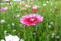 区分中国石竹与美国石竹