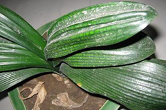 如何应对君子兰叶片打褶