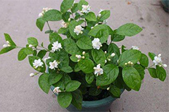 如何解决盆栽茉莉生长繁茂而不开花