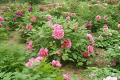 地栽牡丹春季管护容易出现的误区