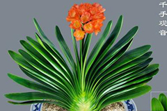 君子兰分株需有技巧