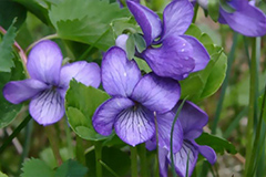 紫罗兰怎么养? 紫罗兰花怎么养?