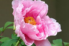 秋天如何种植牡丹？种好牡丹有讲究