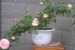 月季翻盆 莫过三月