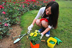 花卉如何进行叶面施肥