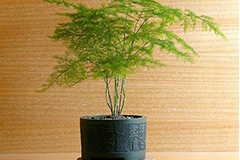 文竹整形修剪技巧总汇