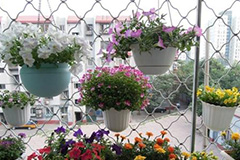 四季养花常识总汇