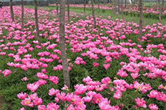 春季花灌木养护要避免误区