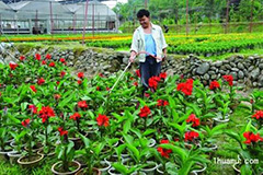 花卉施肥八不宜