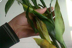 什么原因造成水培富贵竹叶片发黄