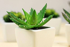 盆栽芦荟安全越冬五法