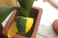 君子兰叶片长斑、黄叶的原因及处理