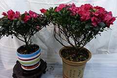 怎样养护管理盆栽杜鹃花（西洋鹃）？