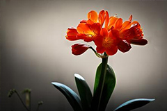 君子兰如何分株 君子兰分株养殖时的操作方