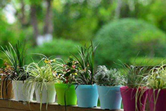 花盆需要年年换吗？盆养花卉有必要每年都换