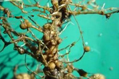 山茶花根结线虫病的发生规律和防治方法