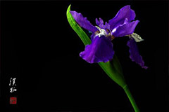 鸢尾根结线虫病的防治