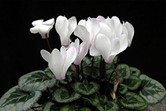 如何防治仙客来的细菌性病害